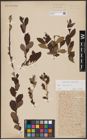 Foto von Salix aurita L.